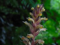 Orobanche hederae 8, Klimopbremraap, Saxifraga-Ed Stikvoort