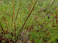 Orobanche purpurea 14, Blauwe bremraap, Saxifraga-Ed Stikvoort