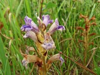 Orobanche purpurea 27 , Blauwe bremraap, Saxifraga-Hans Grotenhuis