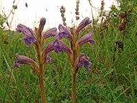 Orobanche purpurea 28 , Blauwe bremraap, Saxifraga-Hans Grotenhuis