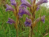 Orobanche purpurea 29 , Blauwe bremraap, Saxifraga-Hans Grotenhuis