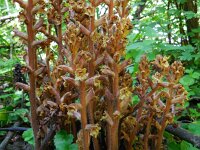 Orobanche vitellina 3, Saxifraga-Ed Stikvoort