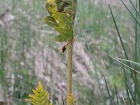 Osmunda regalis 11, Koningsvaren, Saxifraga-Rutger Barendse