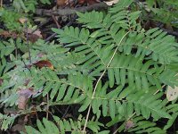 Osmunda regalis 14, Koningsvaren, Saxifraga-Rutger Barendse