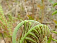Osmunda regalis 18, Koningsvaren, Saxifraga-Rutger Barendse