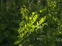 Osmunda regalis 31, Koningsvaren, Saxifraga-Jan van der Straaten