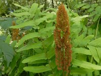 Osmunda regalis 39, Koningsvaren, Saxifraga-Ed Stikvoort