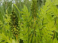 Osmunda regalis 40, Koningsvaren, Saxifraga-Ed Stikvoort