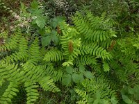Osmunda regalis 43, Koningsvaren, Saxifraga-Ed Stikvoort