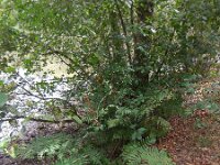 Osmunda regalis 46, Koningsvaren, Saxifraga-Ed Stikvoort