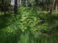 Osmunda regalis 47, Koningsvaren, Saxifraga-Ed Stikvoort