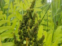 Osmunda regalis 52, Koningsvaren, Saxifraga-Ed Stikvoort