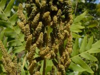 Osmunda regalis 54, Koningsvaren, Saxifraga-Ed Stikvoort