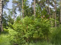 Osmunda regalis 64, Koningsvaren, Saxifraga-Jan Nijendijk