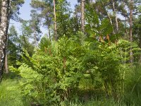 Osmunda regalis 65, Koningsvaren, Saxifraga-Jan Nijendijk