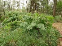 Osmunda regalis 67, Koningsvaren, Saxifraga-Hans Grotenhuis