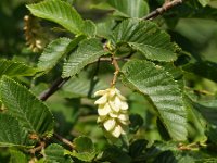 Ostrya carpinifolia, Hop Hornbeam