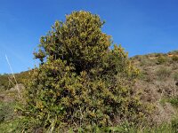 Osyris lanceolata 5, Saxifraga-Ed Stikvoort