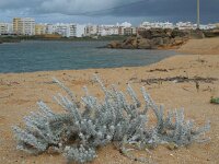 Otanthus maritimus 12, Saxifraga-Ed Stikvoort