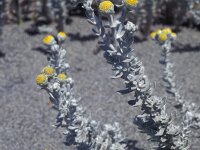 Otanthus maritimus 2, Saxifraga-Inigo Sanchez