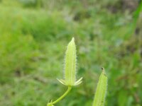 Oxalis dillenii 2, Knobbelklaverzuring, Saxifraga-Rutger Barendse