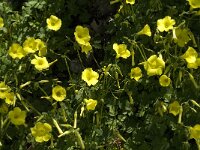 Oxalis pes-caprae 11, Saxifraga-Jan van der Straaten