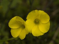 Oxalis pes-caprae 2, Saxifraga-Willem van Kruijsbergen