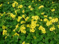 Oxalis pes-caprae 29, Saxifraga-Ed Stikvoort