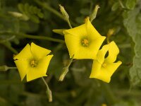 Oxalis pes-caprae 5, Saxifraga-Willem van Kruijsbergen