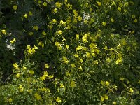 Oxalis pes-caprae 6, Saxifraga-Willem van Kruijsbergen