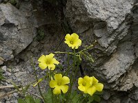 Oxalis pes-caprae 8, Saxifraga-Willem van Kruijsbergen