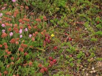 Oxycoccus macrocarpus 3, Grote veenbes, Saxifraga-Hans Boll