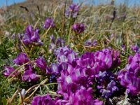 Oxytropis albana 13, Saxifraga-Ed Stikvoort