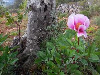 Paeonia broteri 10, Saxifraga-Ed Stikvoort