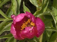 Paeonia officinalis ssp villosa 1, Saxifraga-Jan van der Straaten
