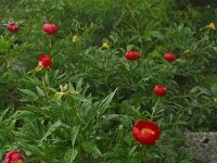 Paeonia saueri 2, Saxifraga-Harry Jans