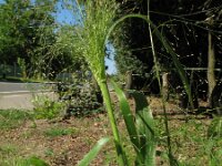Panicum capillare 1, Draadgierst, Saxifraga-Rutger Barendse