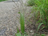 Panicum capillare 2, Draadgierst, Saxifraga-Rutger Barendse