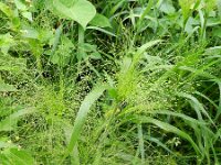 Panicum capillare 5, Draadgierst, Saxifraga-Rutger Barendse