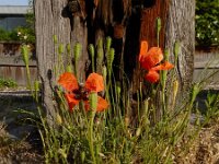 Papaver argemone 13, Ruige klaproos, Saxifraga-Ed Stikvoort