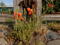 Papaver argemone 24, Ruige klaproos, Saxifraga-Ed Stikvoort