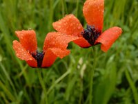 Papaver argemone 32, Ruige klaproos, Saxifraga-Ed Stikvoort