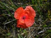 Papaver dubium 11, Bleke klaproos, Saxifraga-Ed Stikvoort