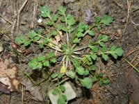 Papaver dubium 12, Bleke klaproos, Saxifraga-Rutger Barendse