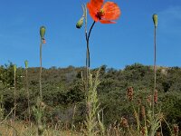 Papaver dubium 21, Bleke klaproos, Saxifraga-Ed Stikvoort