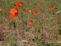 Papaver dubium 23, Bleke klaproos, Saxifraga-Ed Stikvoort