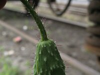 Papaver dubium ssp lecoqii 17, Saxifraga-Rutger Barendse