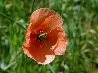 Papaver dubium ssp lecoqii 4, Saxifraga-Jan van der Straaten