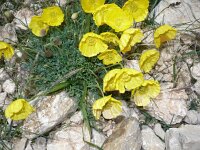 Papaver kerneri 2, Saxifraga-Jasenka Topic
