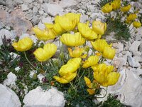 Papaver kerneri 3, Saxifraga-Jasenka Topic